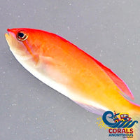 Dispar Anthias (Nemanthias Dispar) Fish