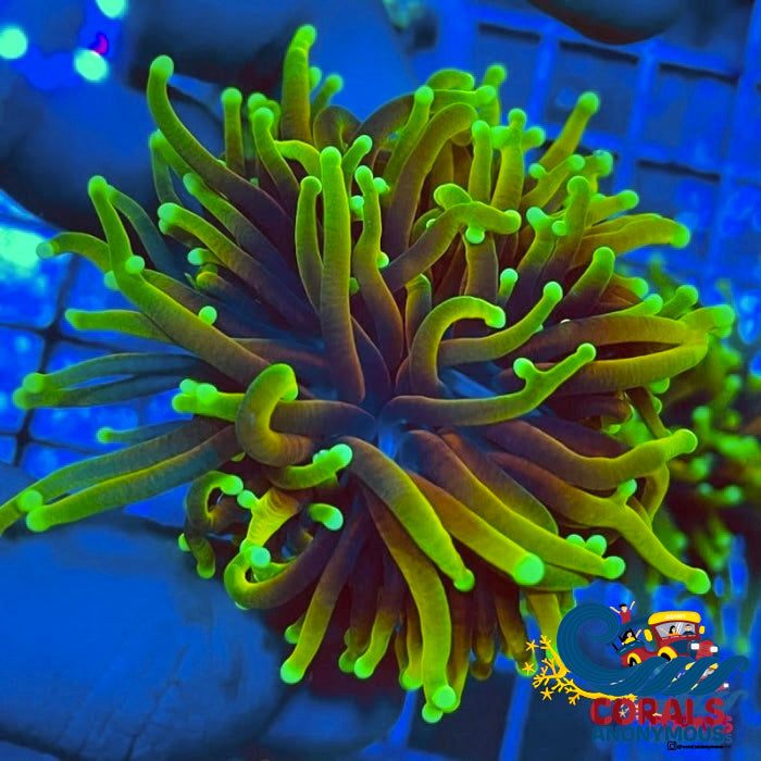 Dragon Soul Indo Gold Torch | Corals Anonymous