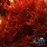 Dragons Breath Macroalgae Macroalgae
