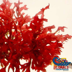 Dragons Breath Macroalgae Macroalgae