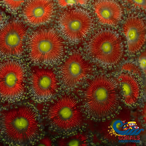 Dungeon Boss Zoa (2-3 Polyps) Zoa