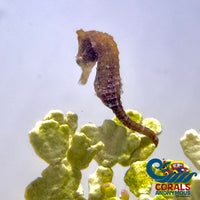 Dwarf Seahorse Fish
