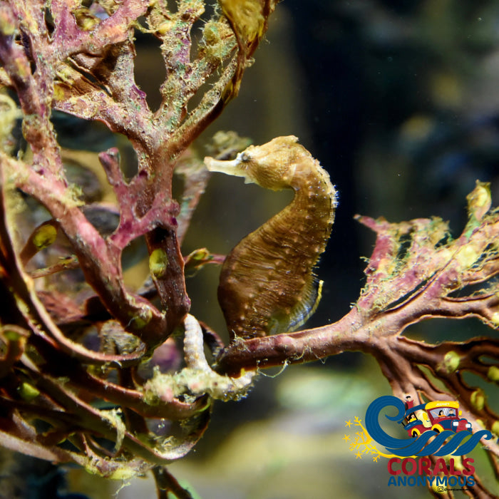 Dwarf Seahorse Assorted Macroalgae For Habitat Fish