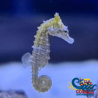 Dwarf Seahorse Fish