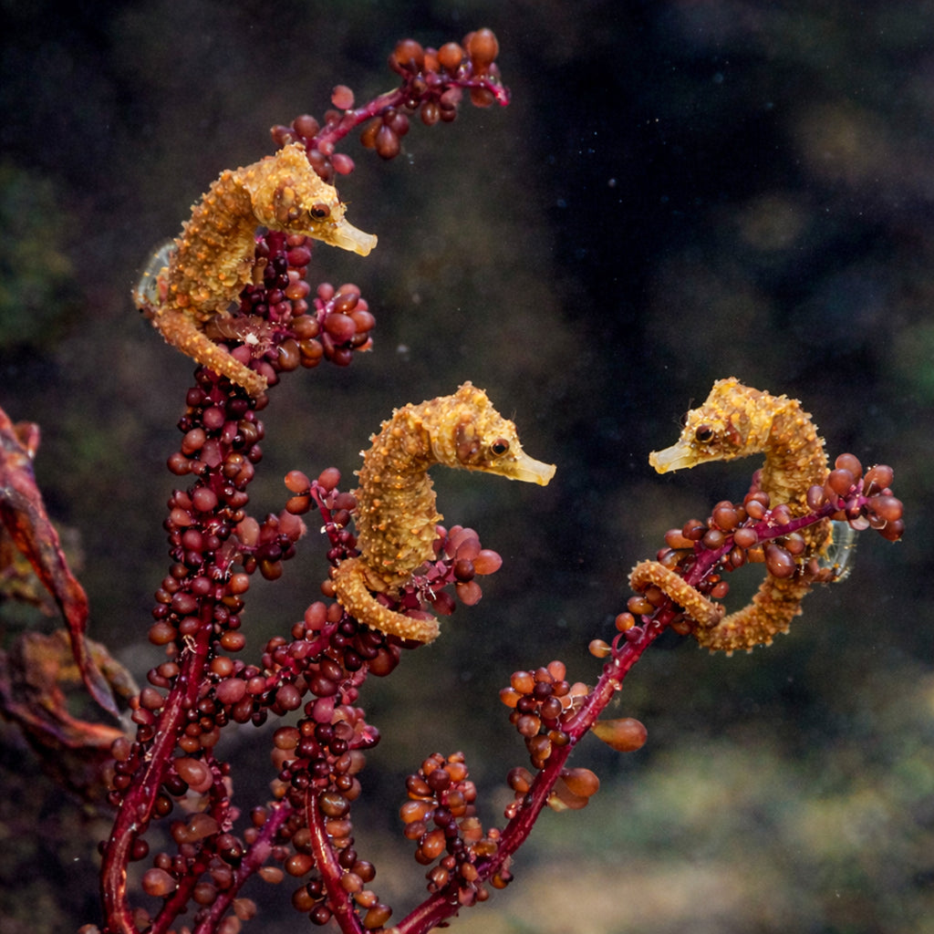 3 Dwarf Seahorses + Red Grape Branching Algae Bundle (Special Deal!) - Corals Anonymous