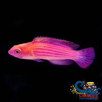 Earleis Fairy Wrasse Fish (Male) - (Cirrhilabrus Earlei) Fish