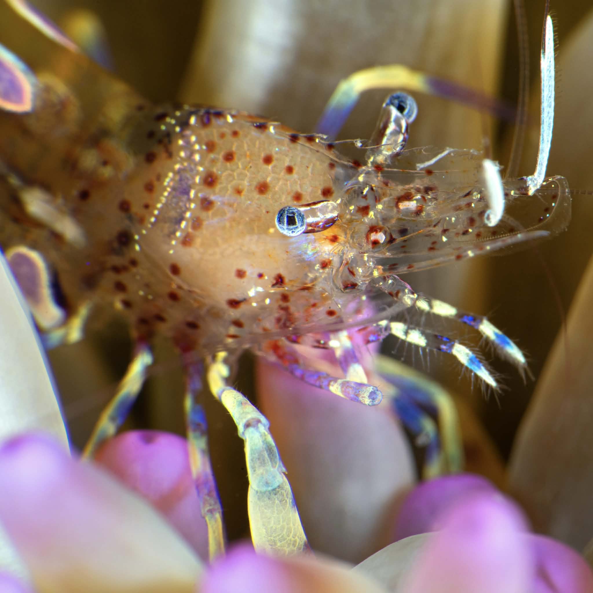 anemone 復刻版 鮮異の古代生物 ソマチッド Electric Shock Long Tentacle Anemone