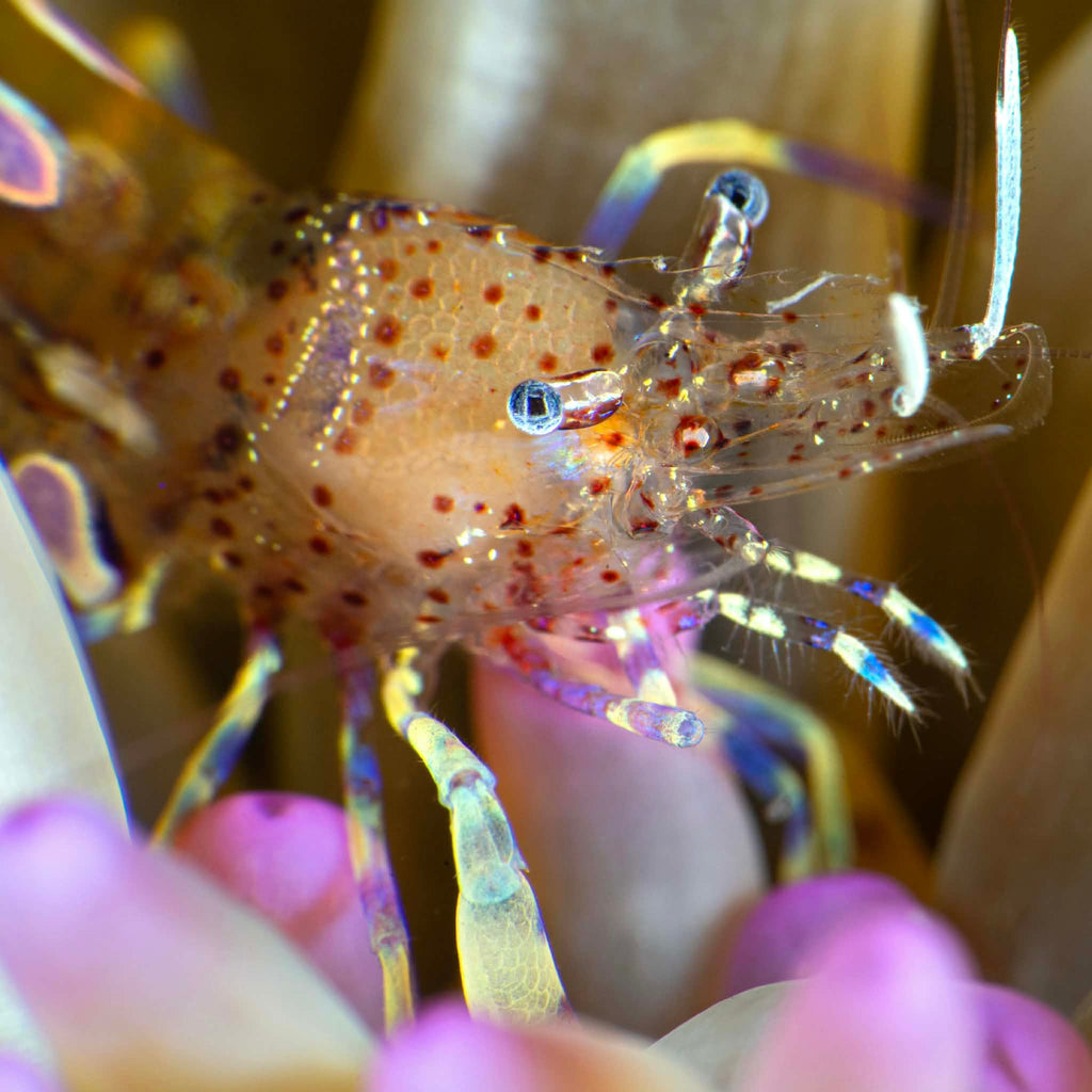 Translucent Anemone Shrimp - Corals Anonymous