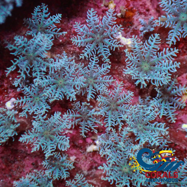 Ecc Blue Snowflake Polyp Soft Coral (10-15+ Polyps) Cloves