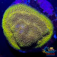 Ecc Goldfinger Pewmmocora (1 Frag) Leptoseris
