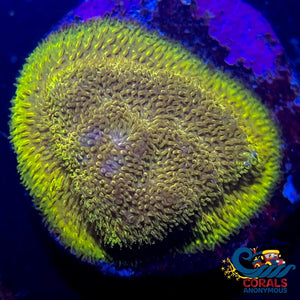 Ecc Goldfinger Pewmmocora (1 Frag) Leptoseris