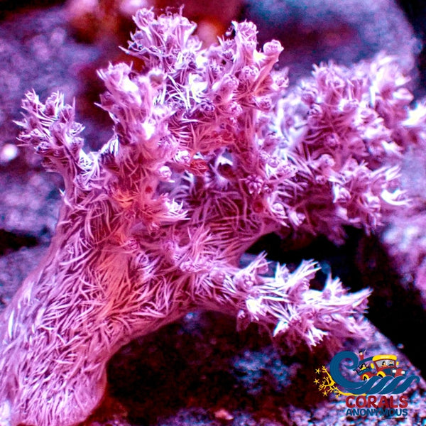 Ecc Koji Wada Pink Nephthea Soft Coral Softcoral