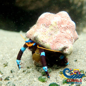 Electric Blue Knuckle Hermit Crab (Calcinus Elegans)