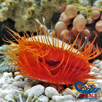 Electric Eye Flame Scallop Clam
