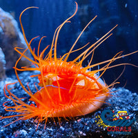 Electric Eye Flame Scallop Clam