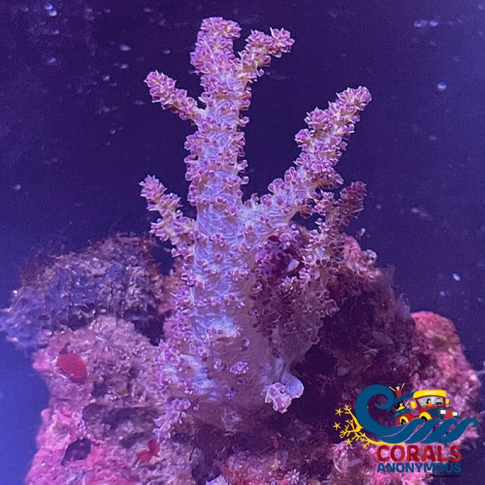 Electric Purple Lemnalia Soft Tree Coral Softcoral