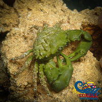 Emerald Crab Crab