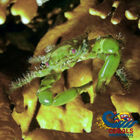 Emerald Crab (Pack Of 3) Crab
