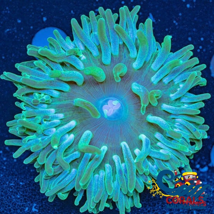 Emerald Sky Long Tentacle Anemone 