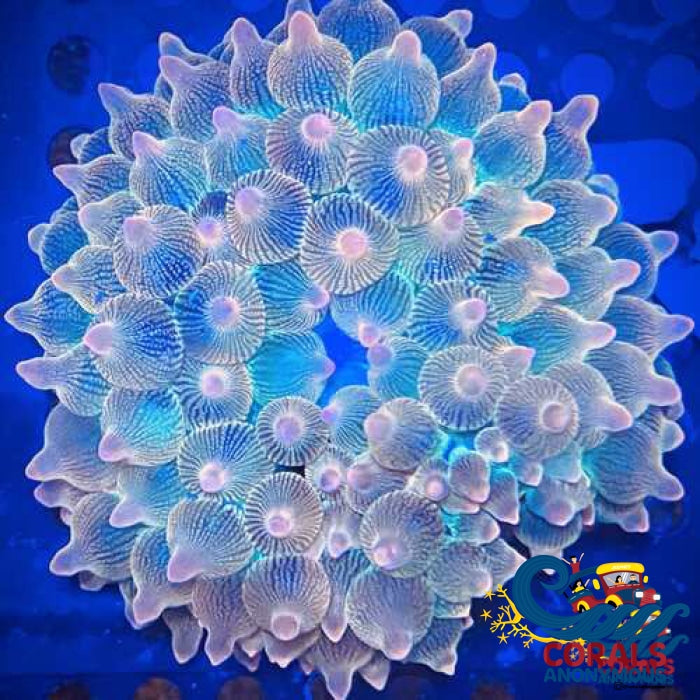 Ca Ephemeral Star Of Indonesia Anemone Bubble tip anemone