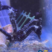 Erectus Seahorse (Aquacultured) Fish