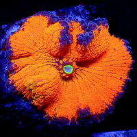 WYSIWYG XL Halloween Pumpkin Yuma Mushroom (2.5-3”)