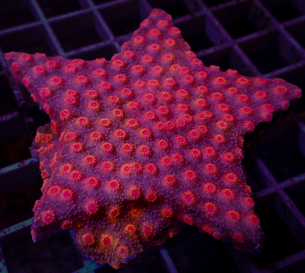 WYSIWYG Red Giant Star Cyphastrea Colony (3-4") - Corals Anonymous