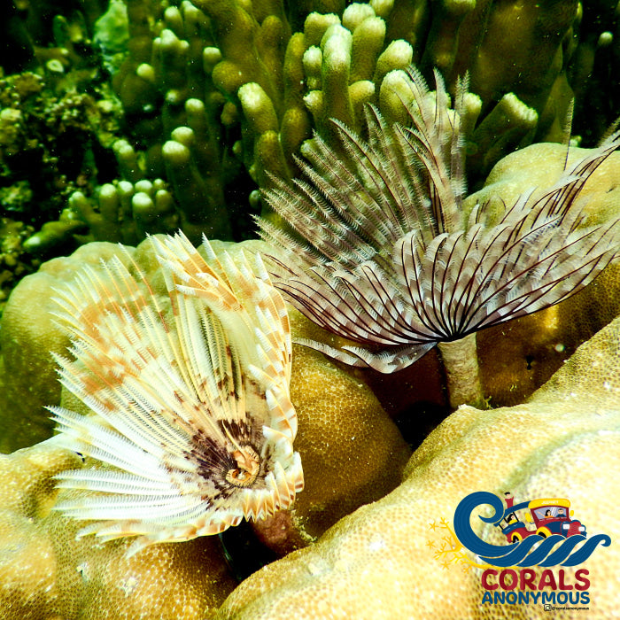 Feather Duster Fan Worm Worm