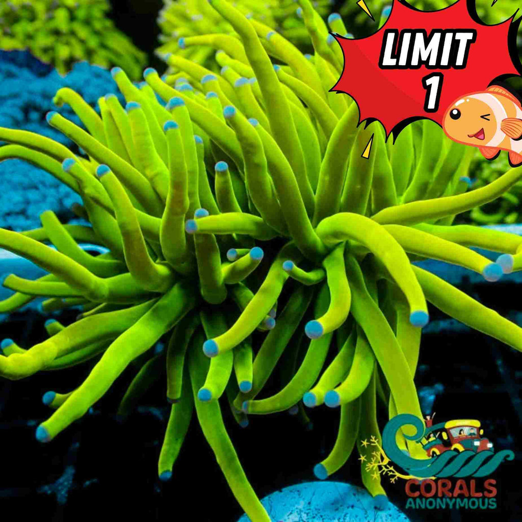 24K Holy Grail Torch - Corals Anonymous