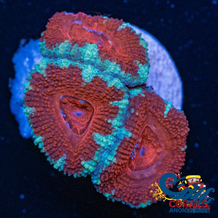 Fire And Ice Acans (2-3 Polyps) Acans