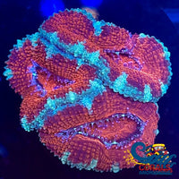 Fire And Ice Acans (2-3 Polyps) Acans