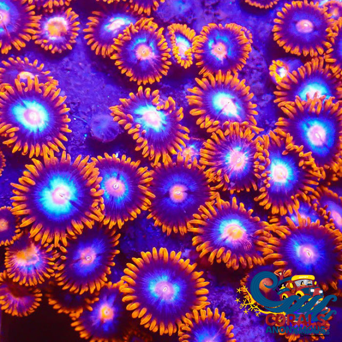 Fire And Ice Zoa 10-15 Polyps Colony Zoa