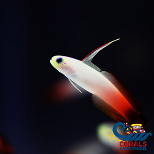 Fire Goby (Nemateleotris Magnifica) Fish