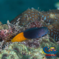 Flametail Blenny (Ecsenius Flavipes)(S10) Fish
