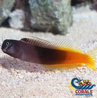 Flametail Blenny (Ecsenius Flavipes)(S10) Fish
