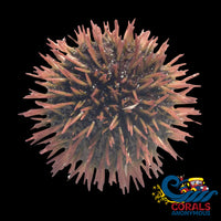 Florida Pincushion Urchin (2 - 3”) Urchin
