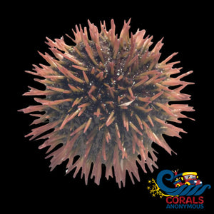 Florida Pincushion Urchin (2 - 3”) Urchin