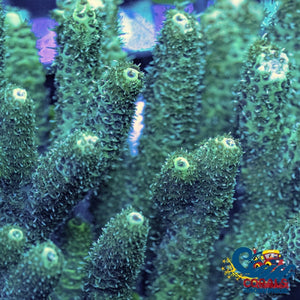 Forest Green Acropora (1 Frag) Acropora