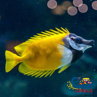 Foxface Rabbitfish (1.5-2) Fish
