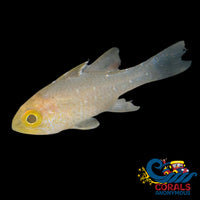 Frostfin Cardinalfish (2 - 3’) Fish