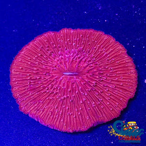 Fuschia/Red Fungia Plate Plate