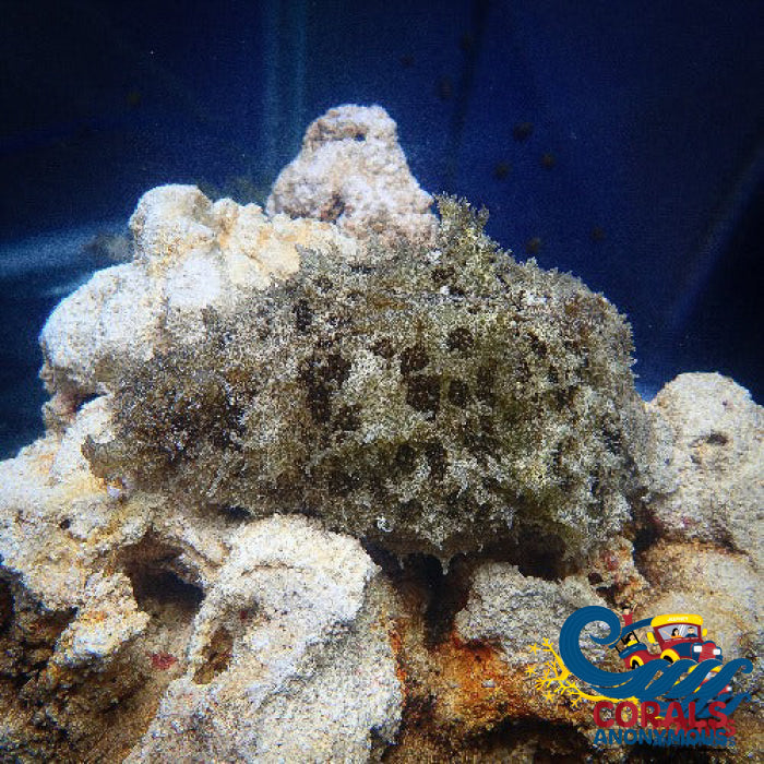 Fuzzy Sea Hare (Dolabella Auricularia) Invertebrates