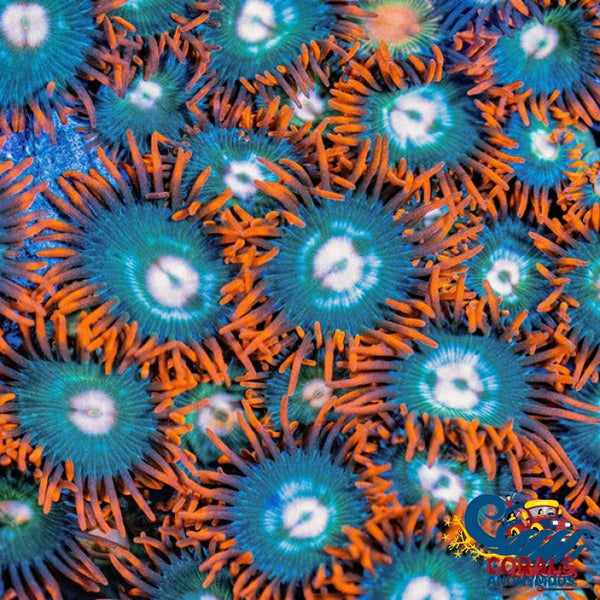 Gatorade Zoa 10-15 Polyps Colony Zoa