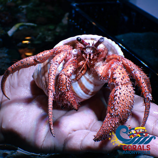 Giant Hermit Crab (Xxl 6-12) Invertebrates