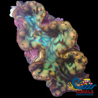 Gold Blue Multicolor Tridacna Maxima Clam (2-3) Clam
