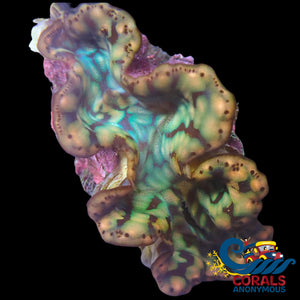 Gold Blue Multicolor Tridacna Maxima Clam (2-3) Clam