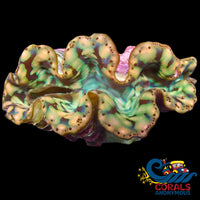 Gold Blue Multicolor Tridacna Maxima Clam (2-3) Clam
