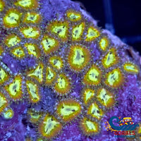 Gold Charm Zoa (6-10 Polyp Colony) Zoa