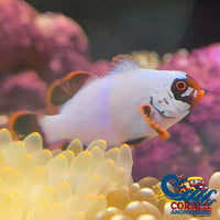 Gold Nugget Maroon Clownfish (Aquacultured) Fish
