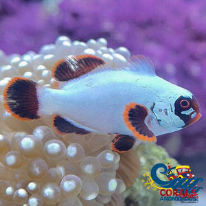 Gold Nugget Maroon Clownfish (Aquacultured) Fish